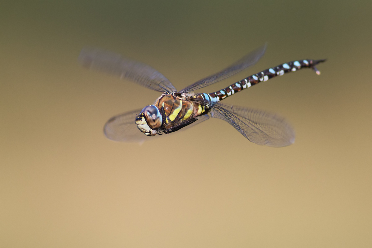 Migrant Hawker in flight 1